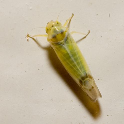 Ribautiana (debilis-ulmi)