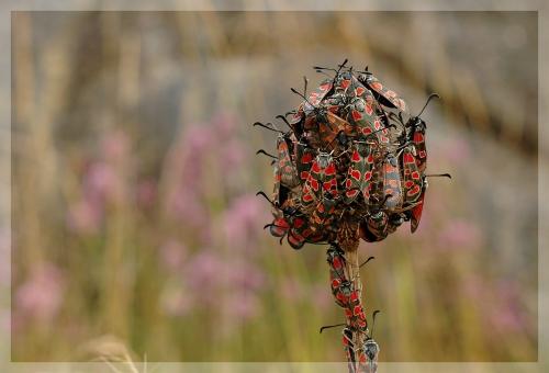 Zygaena carniolica