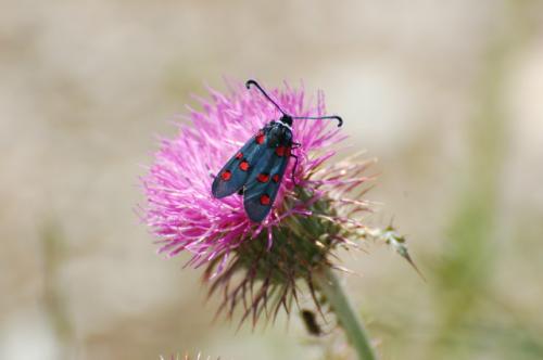 Zygaena lavandulae