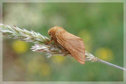 Malacosoma franconica