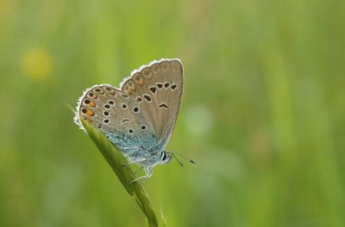 Polyommatus amandus