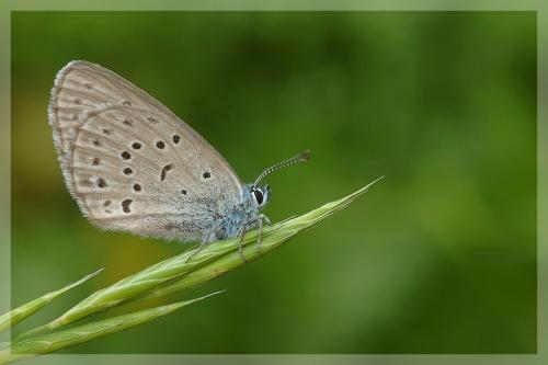 Phengaris alcon rebeli
