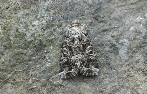 Réf. 21 345 : Hadena ruetimeyeri