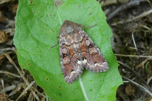 Ceramica pisi