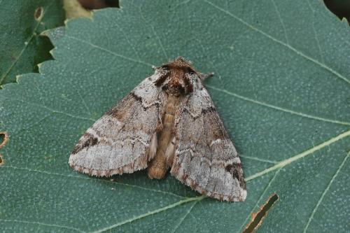 Réf. 21 941 : Drymonia melagona