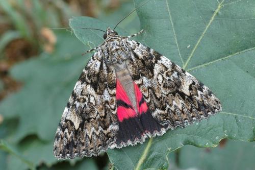 Catocala promissa