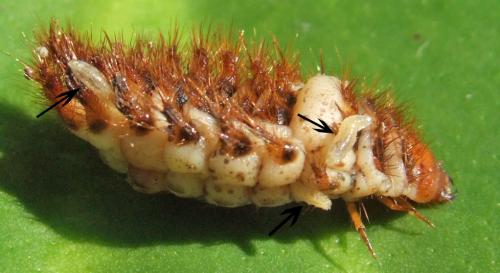 Drilus flavescens