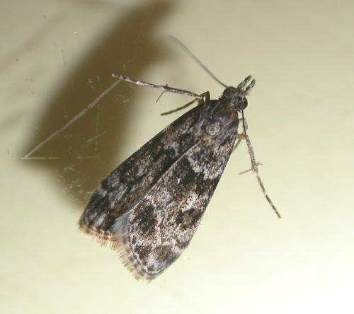 Réf. 21 486 : Eudonia sp.