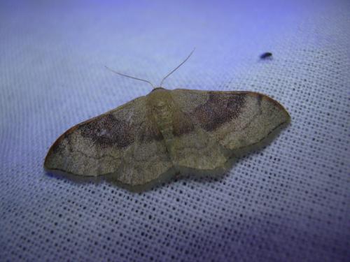 Idaea degeneraria