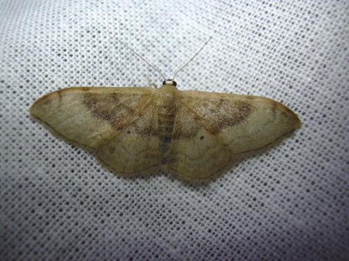 Réf. 21 181 : Idaea degeneraria