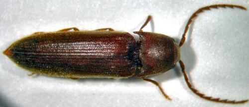 Rhacopus sahlbergi