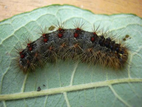 Lymantria dispar