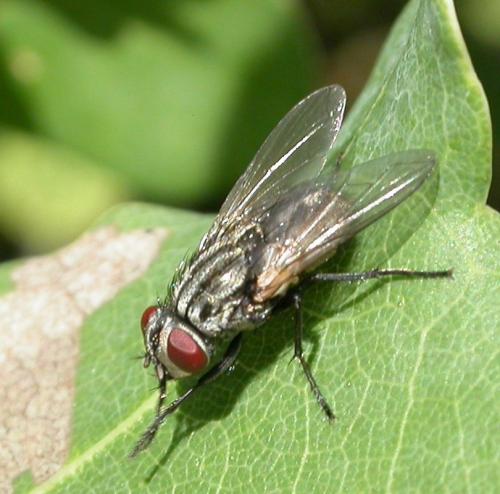 Réf. 21 505 : Musca sp.