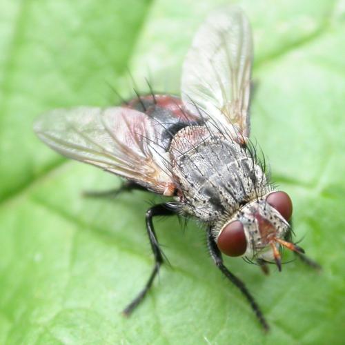 Réf. 21 469 : Peleteria sp.