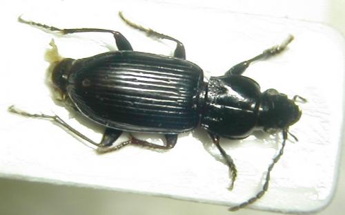 Réf. 21 724 : Pterostichus anthracinus
