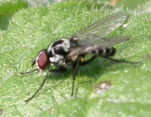 Anthomyia sp.