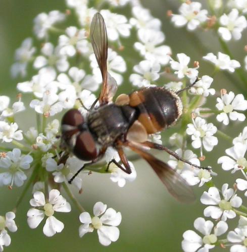 Réf. 21 015 : Ectophasia sp.