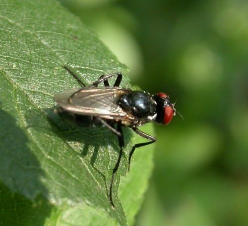 Réf. 21 066 : Morellia sp.