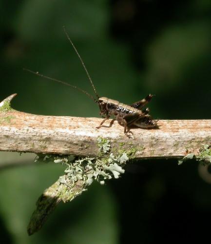 Réf. 21 471 : Tettigoniinae inconnu