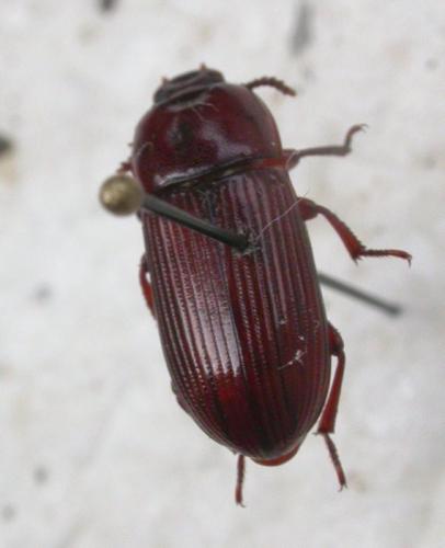 Uloma culinaris