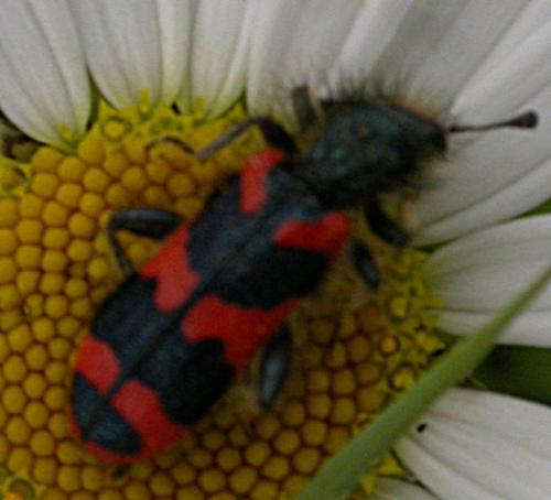Trichodes alvearius