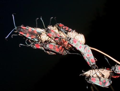 Zygaena divers