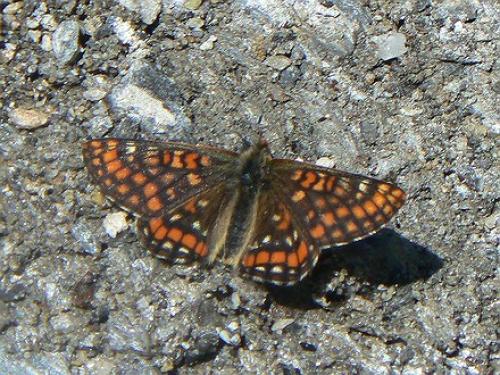 Euphydryas intermedia