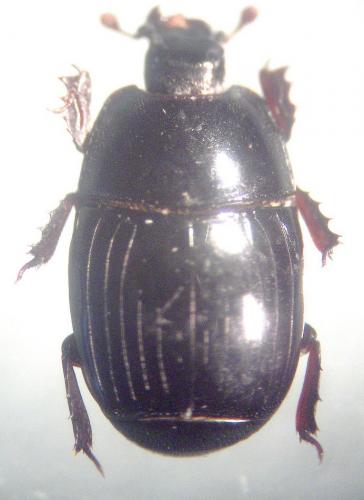 Réf. 21 424 : Eurosomides minor