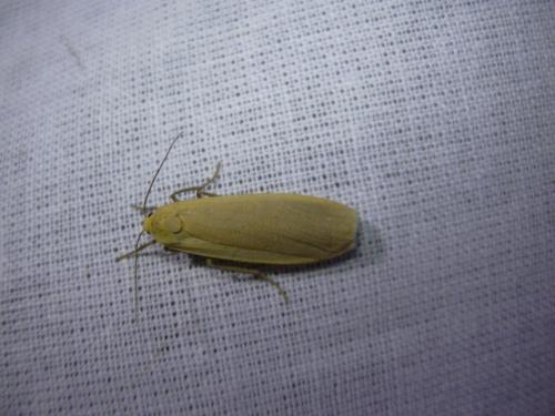Eilema sp.