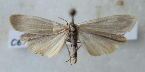 Réf. 21 476 : Eilema pygmaeola