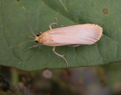 Eilema sp.