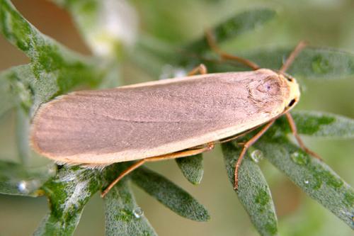 Eilema lurideola