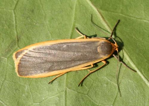 Eilema lurideola