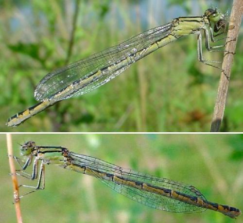 Enallagma cyathigerum