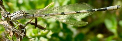 Enallagma cyathigerum