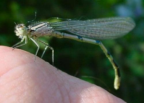 Enallagma cyathigerum