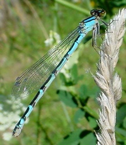 Réf. 21 913 : Enallagma cyathigerum