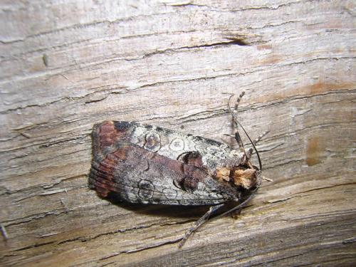 Epilecta linogrisea
