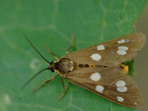 Dysauxes punctata