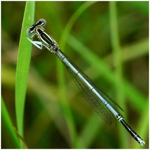Réf. 21 170 : Platycnemis pennipes