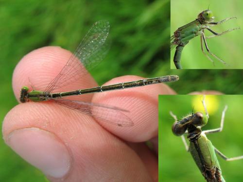 Ischnura pumilio