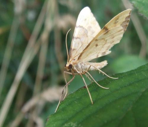 Réf. 21 511 : Gandaritis pyraliata