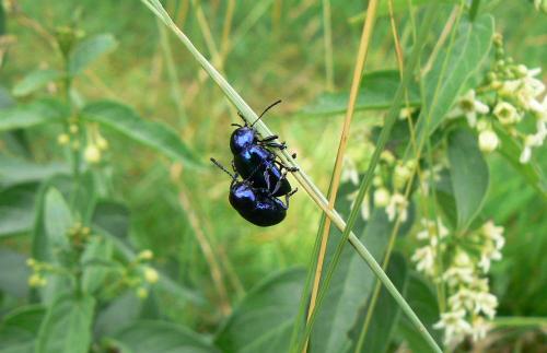 Réf. 21 338 : Chrysochus asclepiadeus
