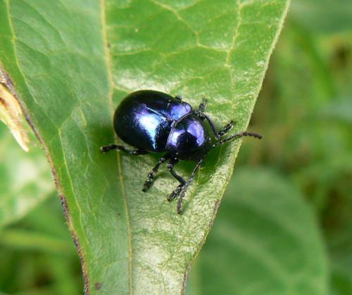 Chrysochus asclepiadeus