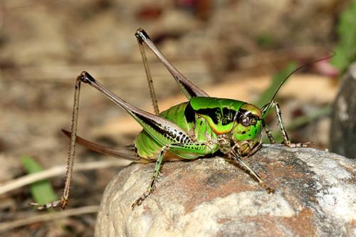 Réf. 21 444 : Eupholidoptera chabrieri chabrieri