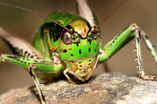 Réf. 21 445 : Eupholidoptera chabrieri chabrieri