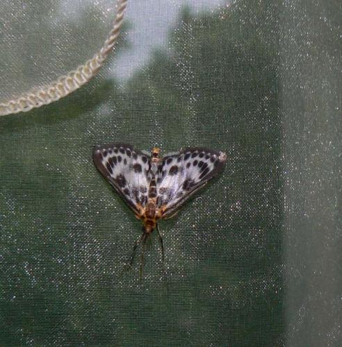 Anania hortulata