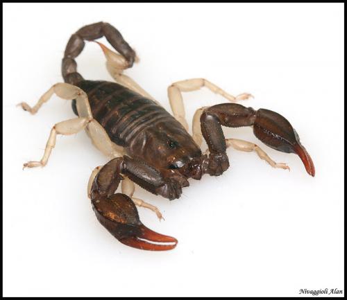 Euscorpius flavicaudis