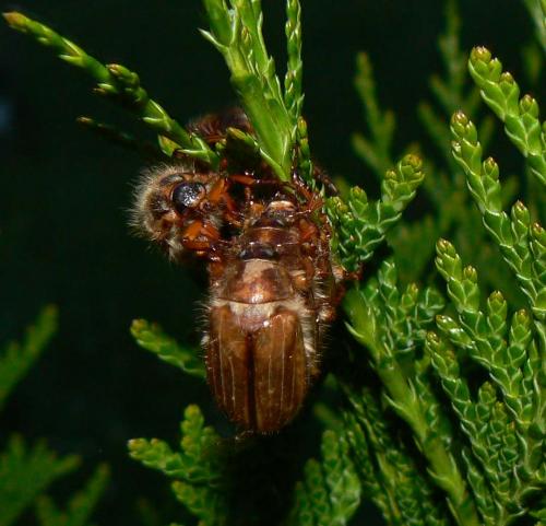 Amphimallon solstitiale
