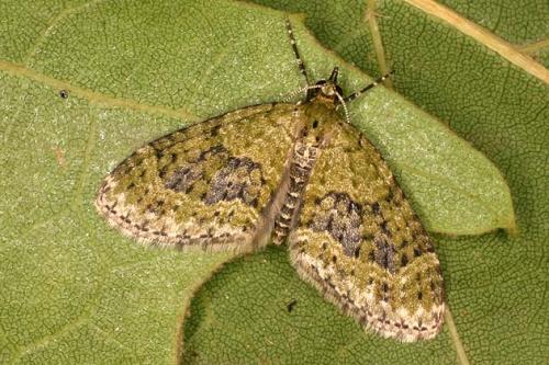 Réf. 21 768 : Acasis viretata